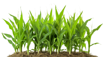 agri-banner